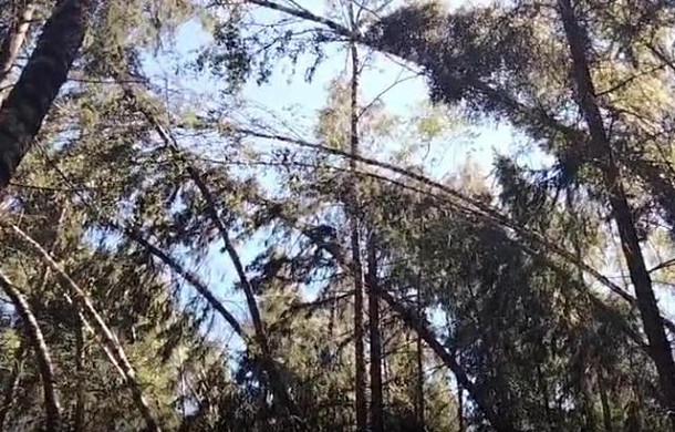 В Ивановской области после урагана убрали только часть поваленных деревьев
